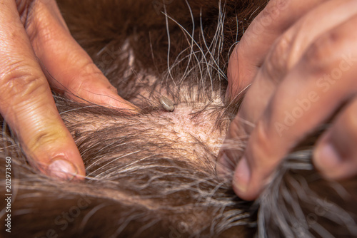 Full tick in the fur of a dog. He needs help in removing the tick as these transmit diseases. Concept: dogs and medical help