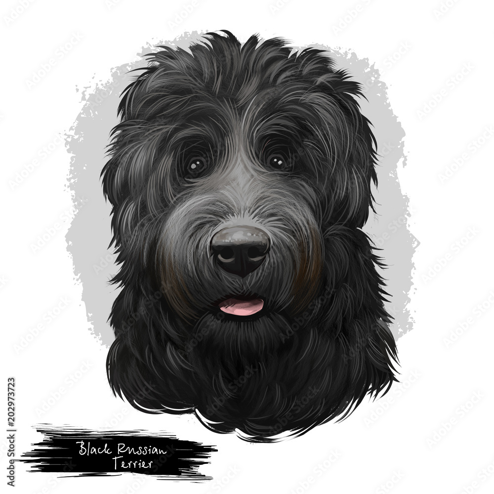 Black Russian Terrier, Tchiorny Terrier, BRT dog digital art illustration  isolated on white background. Russian origin working guardian dog. Cute pet  hand drawn portrait. Graphic clip art design Stock Illustration | Adobe