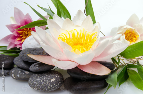 Auszeit  Entspannung  Sch  nheit  Meditation  Seerosen auf Seerosenblatt vor wei  em Hintergrund mit schwarzen Kieselsteinen und Bambus   