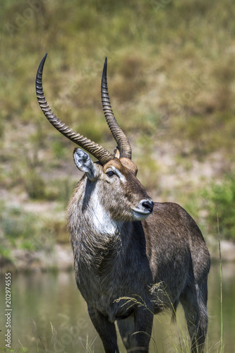 Canvas Print Common Waterbuck in Kruger National park, South Africa