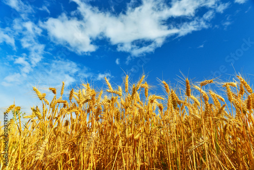 Gold ripe wheat field.