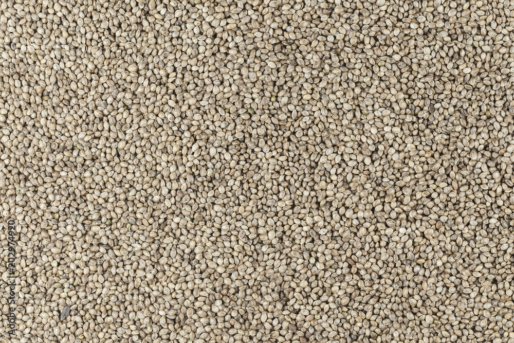 Hemp seeds are scattered as a background Hemp seeds are scattered as a background