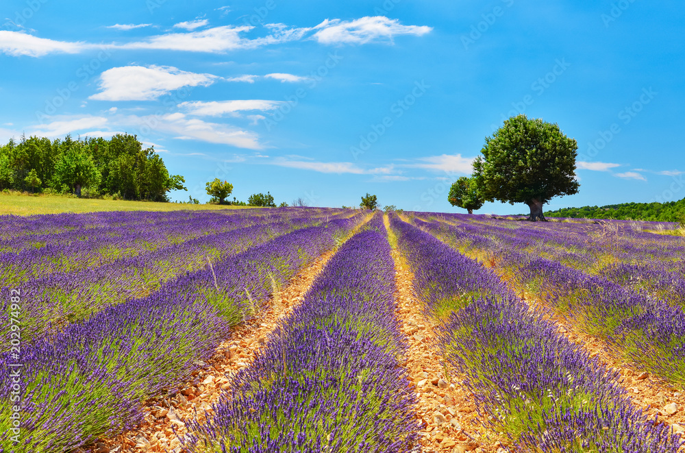 Fototapeta Lavender field in summer countryside.