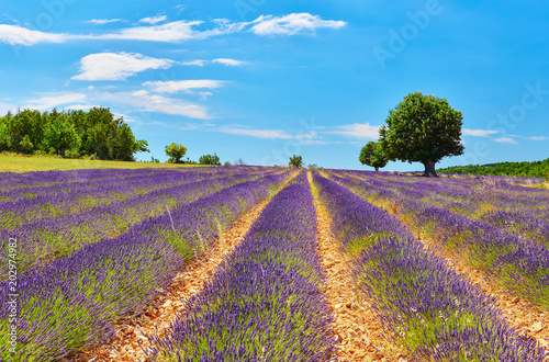 Lavender field in summer countryside.