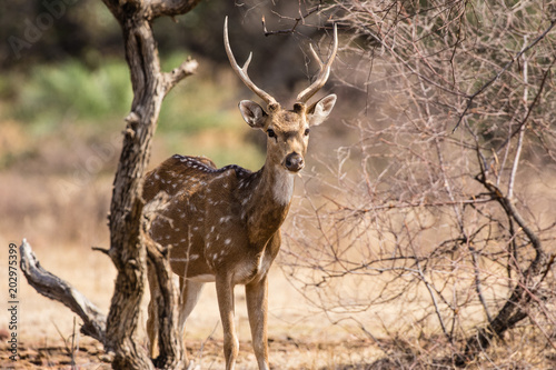 Hirsch im Nationalpark Ranthambore  Indien