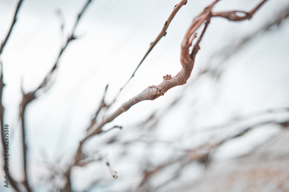 Close-up. Macro shooting. Dry twisted branches. Blurred forest background Close-up. Macro shooting. Dry twisted branches. Blurred forest background
