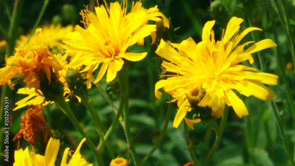 Yellow Butterfly Dining By Nectar On Yellow Flowers Yellow Butterfly Dining By Nectar On Yellow Flowers