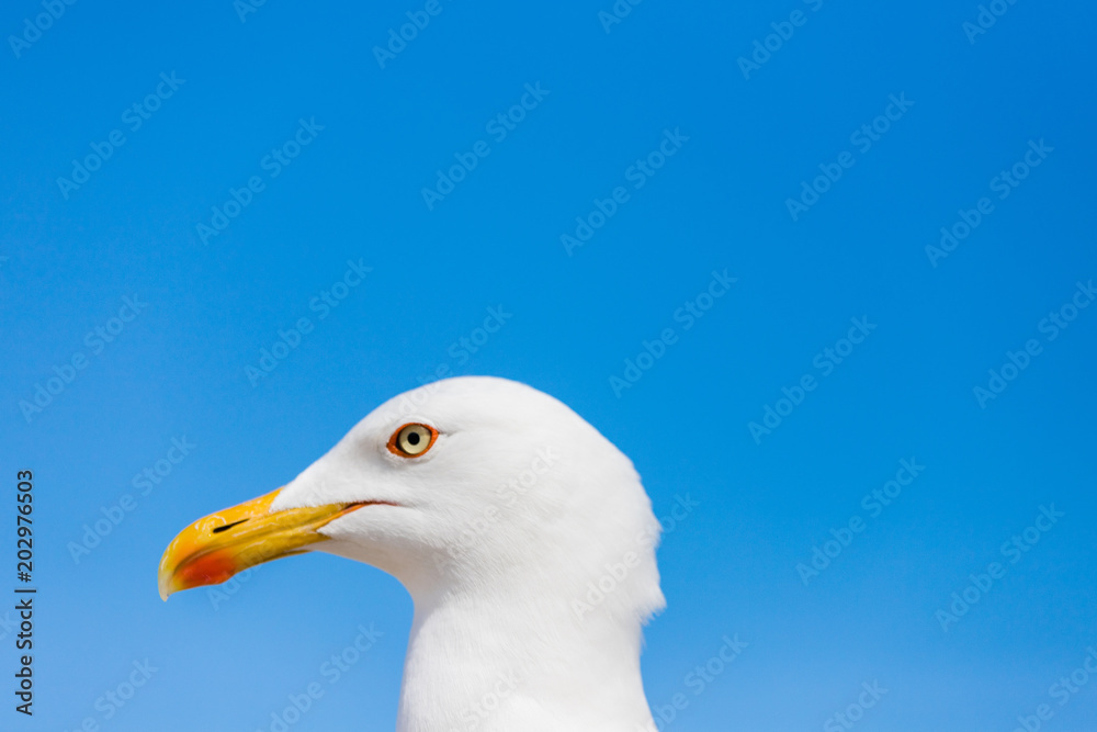 Seagull running in closeup with all its details of eyes and beak in the background a beautiful blue sky and white clouds. Seagull running in closeup with all its details of eyes and beak in the background a beautiful blue sky and white clouds.