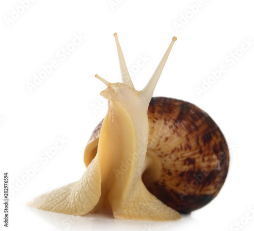 snail ahatina on a white background