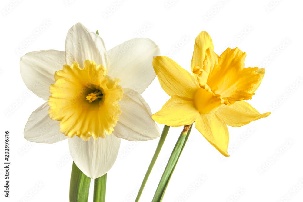 Pair of narcissus flower isolated on a white background Pair of narcissus flower isolated on a white background