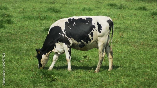 Balck and white cows grazing on a beatiful hill on a sunndy day.  photo