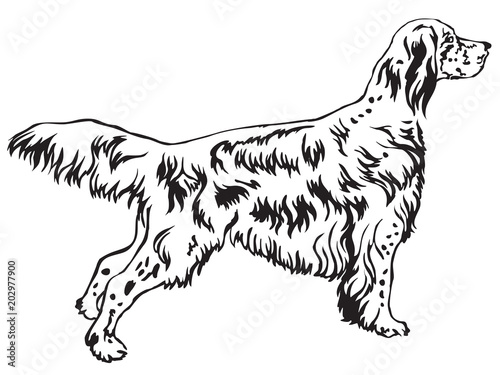 Decorative standing portrait of English Setter vector illustration