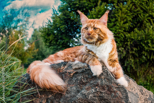 A big maine coon cat sitting on the grey rock in the summer forest.