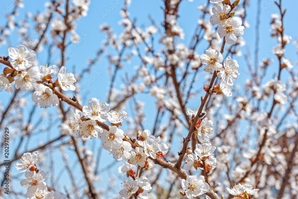 Flowering branch of an apricot tree in spring orchard