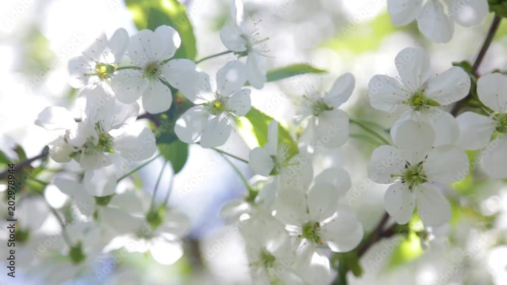 Closeup view of white delicate cherry blossom in spring soft sunset light outdoors. Beautiful tender nature background. Closeup view of white delicate cherry blossom in spring soft sunset light outdoors. Beautiful tender nature background.