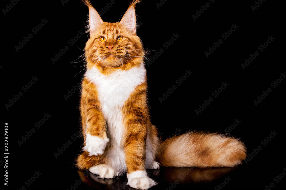 Big maine coon cat on black background, isolated, studio.