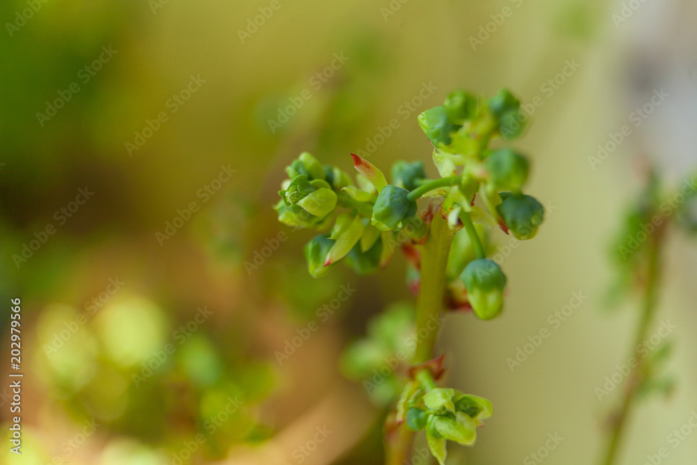 blooming blueberry in spring on neutral background blooming blueberry in spring on neutral background