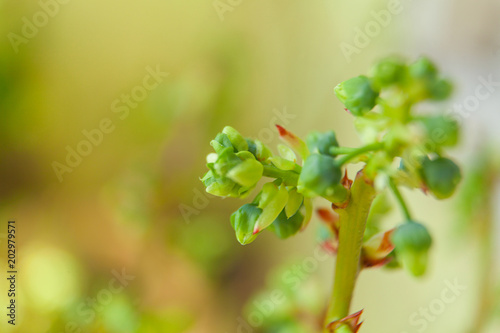 blooming blueberry in spring on neutral background