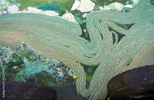 Abstract sludge texture. Green background .standing water