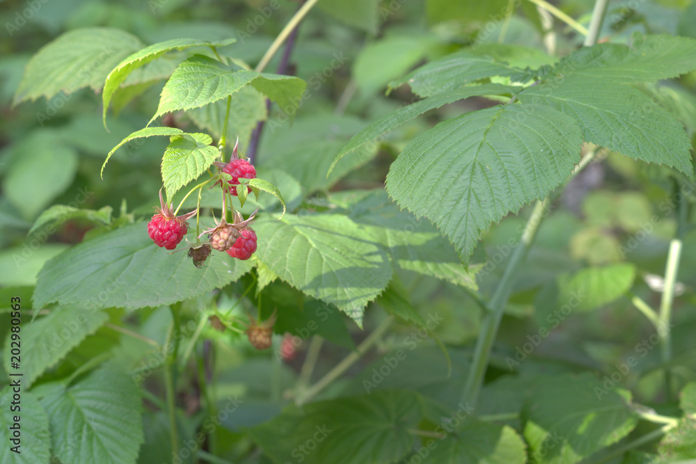 Raceme of wild raspberry red berries on the background of great beautiful foliage the shrub Raceme of wild raspberry red berries on the background of great beautiful foliage the shrub