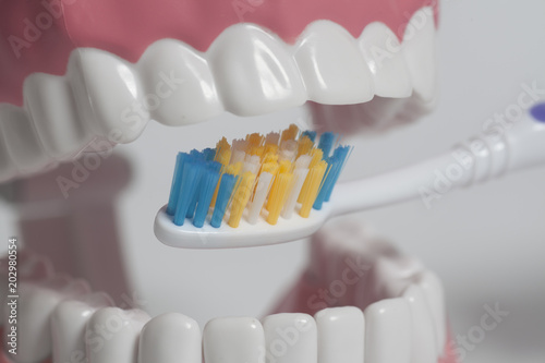 Teeth human model with color toothbrush. photo