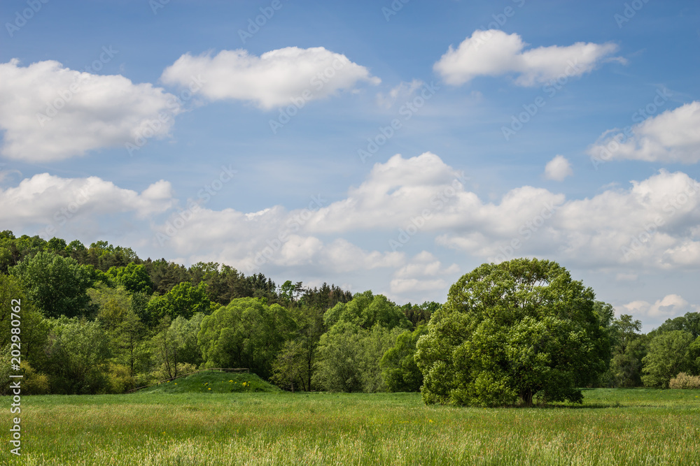 Wiese mit Baum und blauen Wolkenhimmel