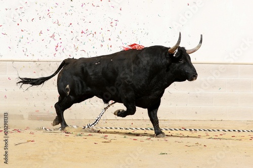 bull in spanish photo