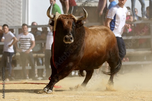 bull in spanish