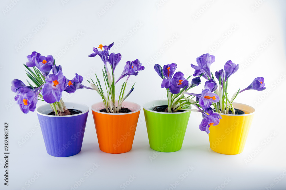 Four colored plastic pots with purple crocus flowers Four colored plastic pots with purple crocus flowers