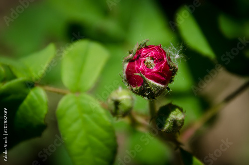 a rose bud