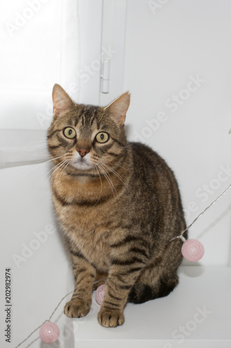 Portrait of brown-eyed cat isolated on white wall home