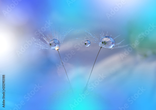 Abstract macro photo.Dandelion and water drops.Artistic Background for desktop. Flowers made with pastel tones.Tranquil abstract closeup art photography.Print for Wallpaper.Floral fantasy design.