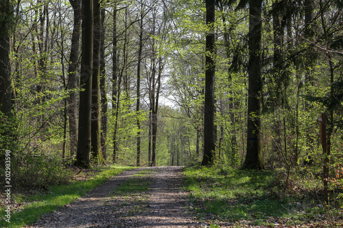 Road in the spring forest