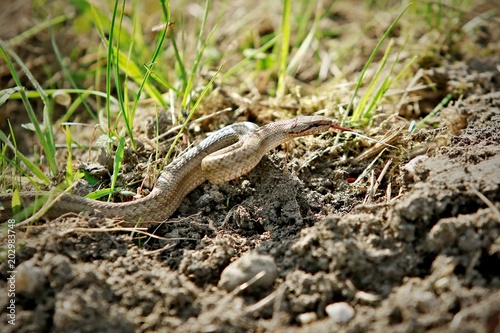 Close up image of brown grass snake (Coronella austriaca) crawling on soil showing pink tongue, green grass in background, sunny day