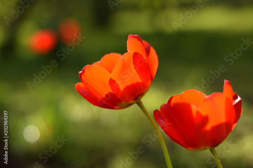 a pair of scarlet tulips in a meadow