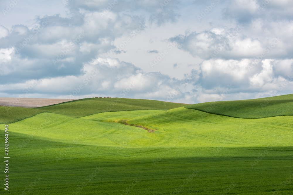 Green farmland in the Palouse country of Washington State in the spring.