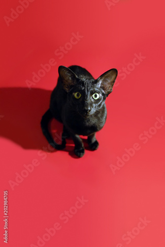 Slim black short-haired sitting cat against red. Top view