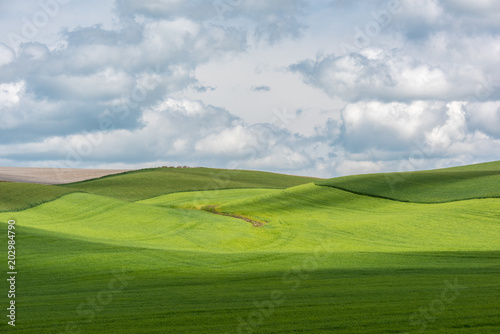 Green farmland in the Palouse country of Washington State in the spring.