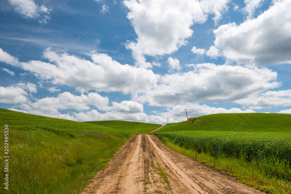 Dirt road running through bright green farmland in the Palouse country of Washington State in the spring. Dirt road running through bright green farmland in the Palouse country of Washington State in the spring.