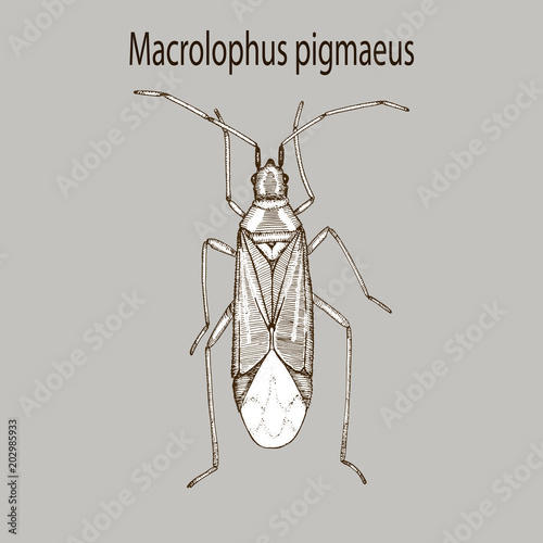 Vector illustration hand drawn sketch of top view bug Macrolophus in ink on grey background
