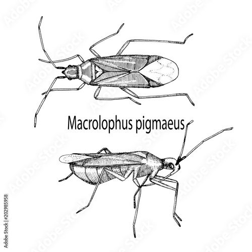 Vector illustration hand drawn sketch of bug Macrolophus in ink on white background