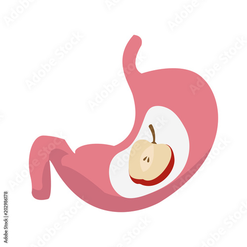 Stomach with apple iside vector illustration graphic design