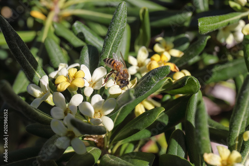 ape che succhia il nettare da un fiore photo