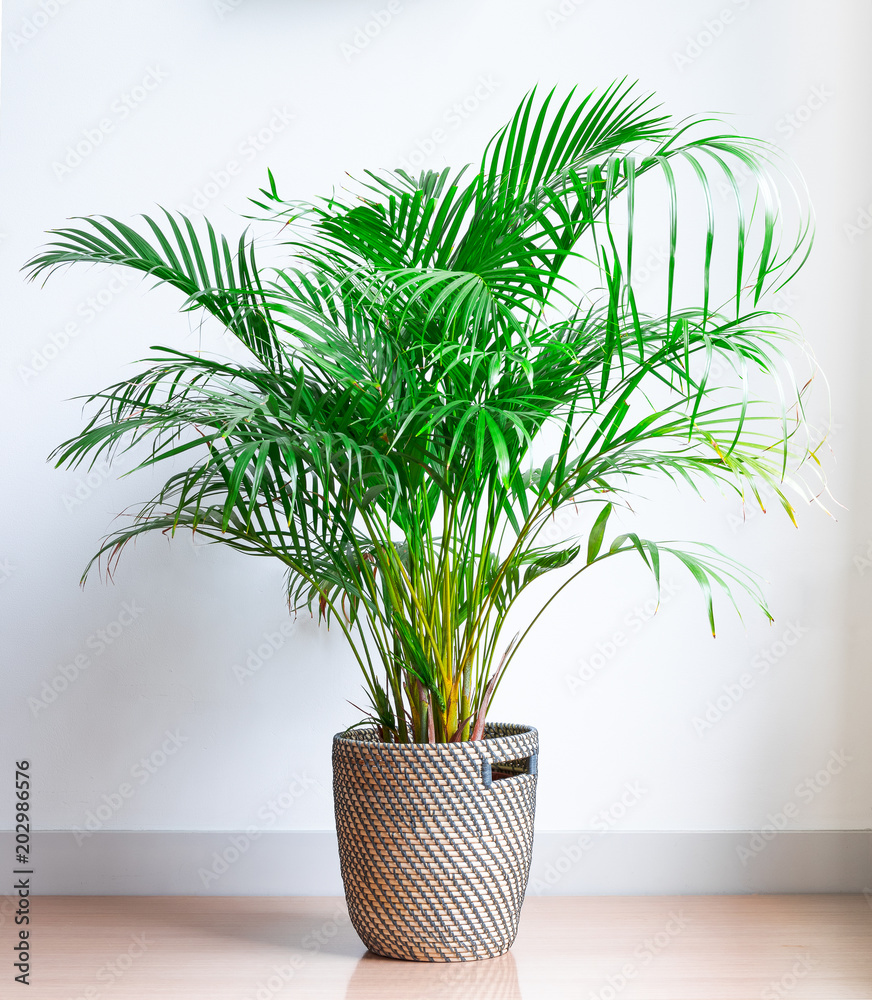 Εκτύπωση καμβά bright living room with houseplant on the floor in a wicker basket
