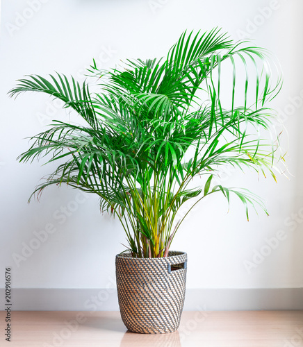 bright living room with houseplant on the floor in a wicker basket