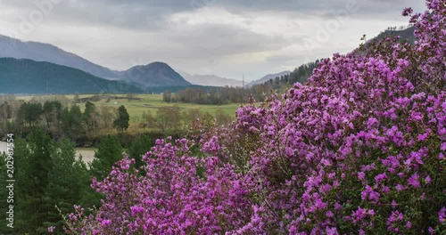 Pink flowers on a background of mountains, river and a valley under a cloudy sky. Flowering of Rhododendron ledebourii time-lapse. photo