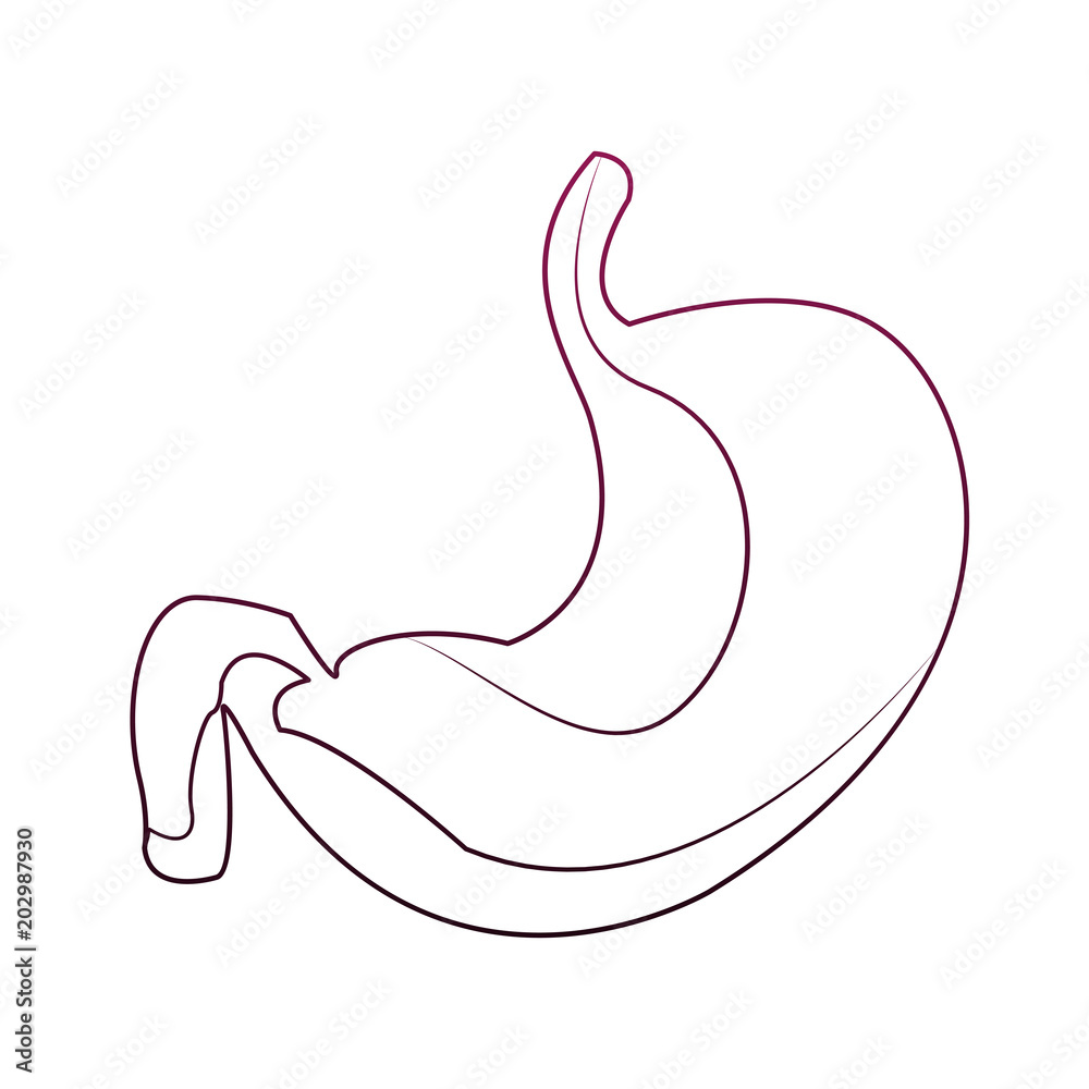 Human stomach organ vector illustration graphic design Human stomach organ vector illustration graphic design
