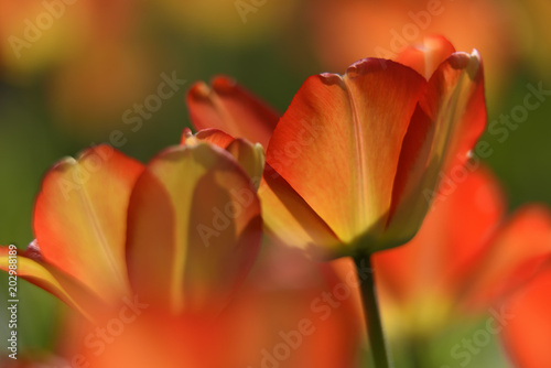 Closeup of Tulips on Sunny Day
