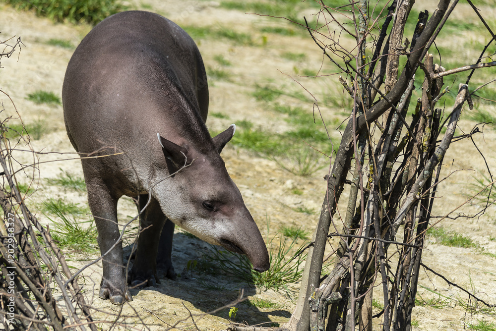 The great grown-up Tapir enjoys in the grass and water The great grown-up Tapir enjoys in the grass and water