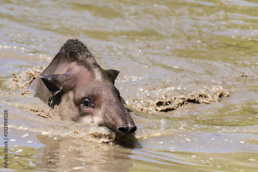 The great grown-up Tapir enjoys in the grass and water The great grown-up Tapir enjoys in the grass and water